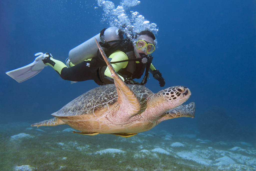 Diver swimming with a sea turtle using a Gator Gill LLC hookah diving system in the Florida springs